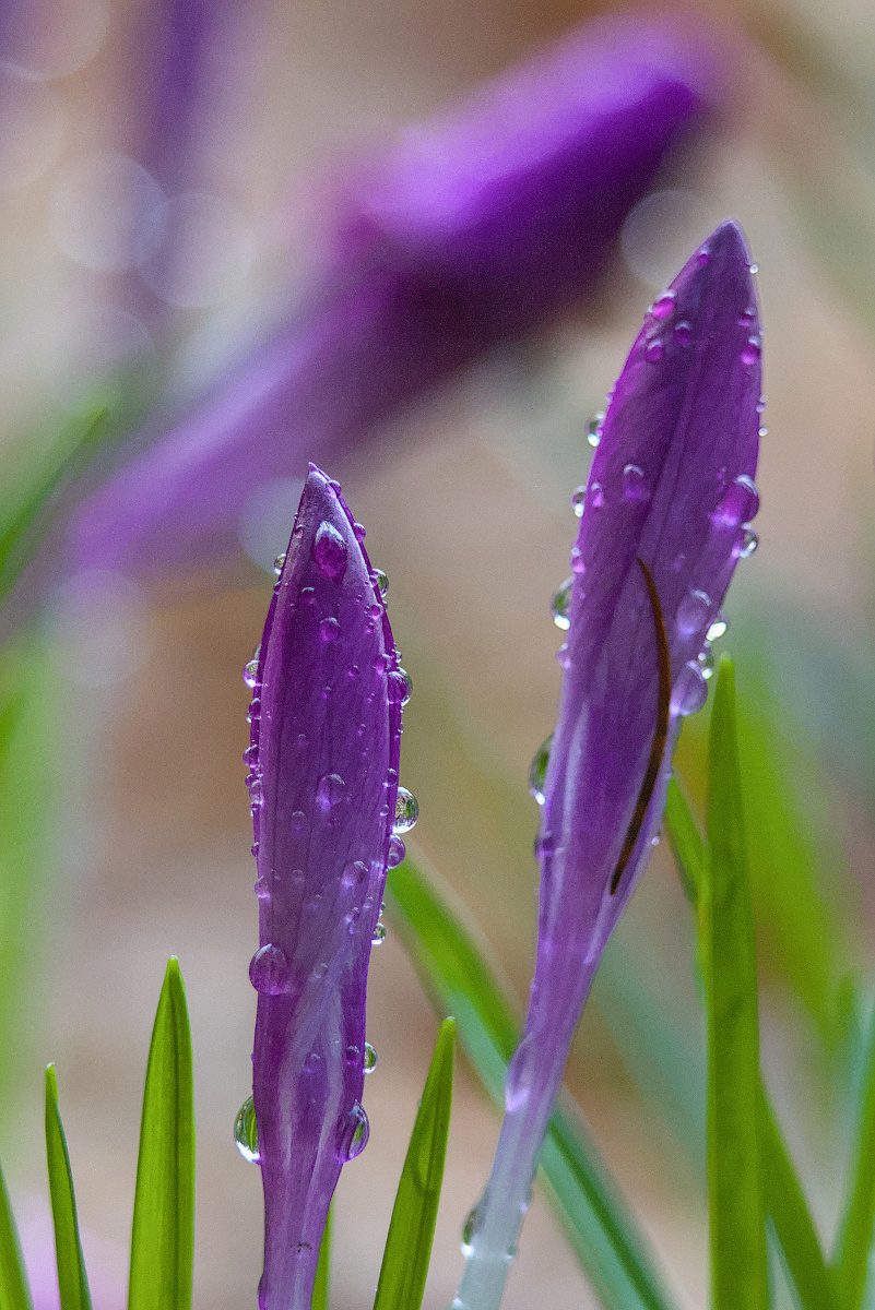 Krokus nach dem Regen